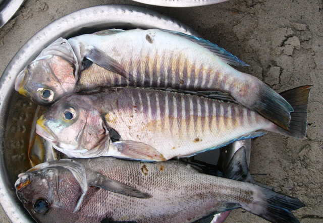 Branchiostegus semifasciatus