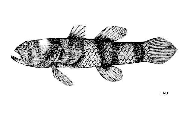 Brachygobius sua