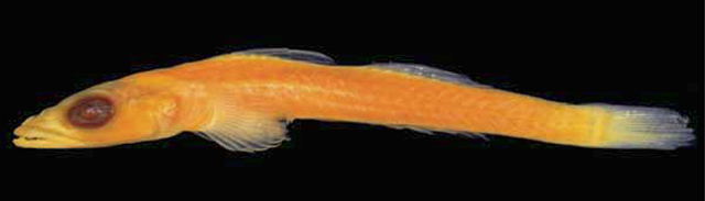 Bryaninops tectus