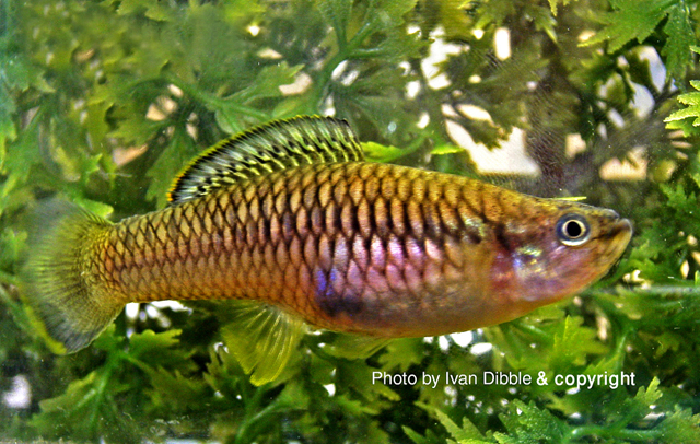 Brachyrhaphis terrabensis