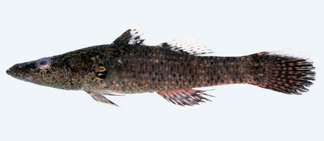 Bubut_u0.jpg