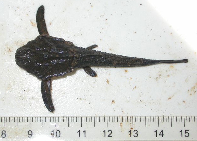 Bunocephalus coracoideus