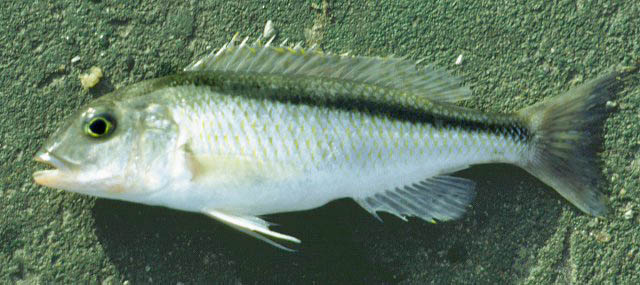 Buccochromis lepturus