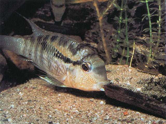 Bujurquina vittata