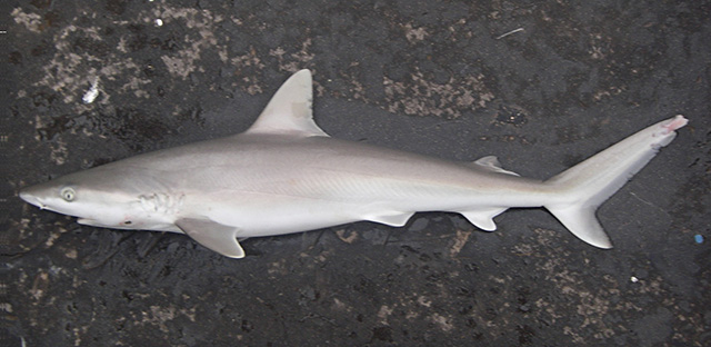 Carcharhinus acronotus