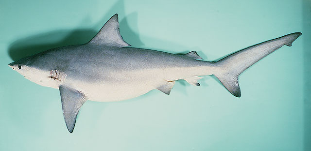 Carcharhinus amboinensis