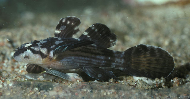 Callogobius amikami