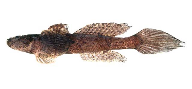 Callogobius andamanensis