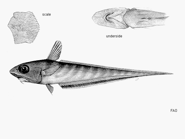 Coelorinchus aspercephalus