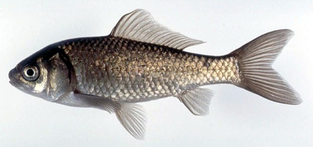 Carassius auratus