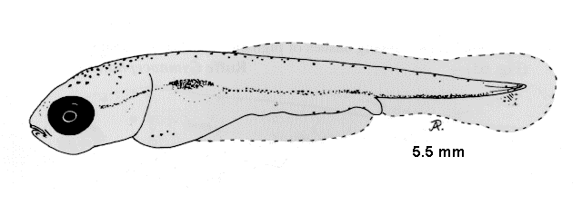 Carassius auratus