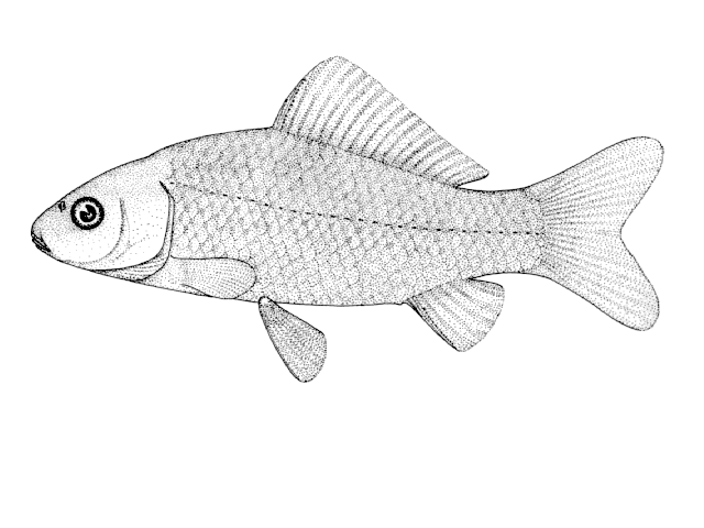 Carassius auratus