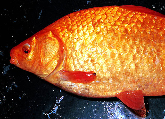 Carassius auratus