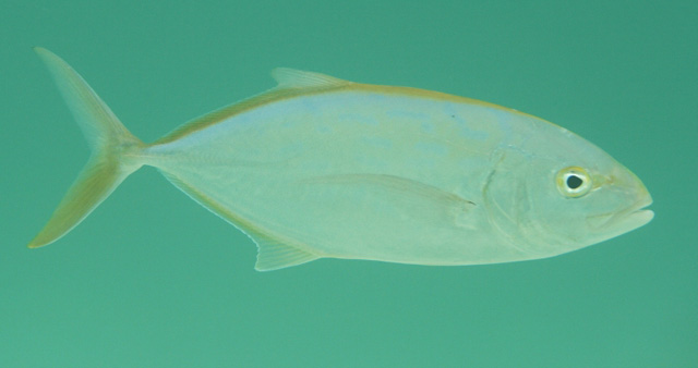 Caranx bartholomaei