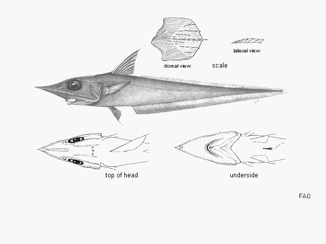 Coelorinchus braueri