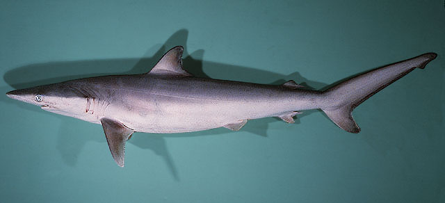 Carcharhinus brevipinna