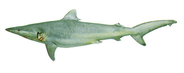 Carcharhinus brevipinna