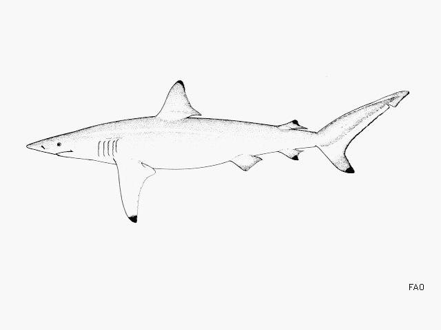 Carcharhinus brevipinna