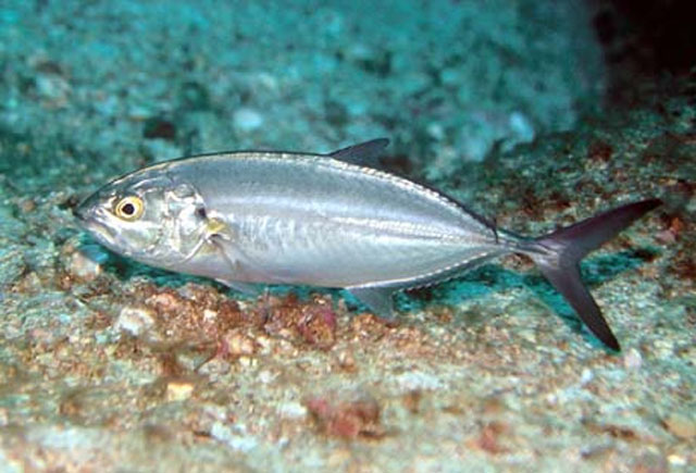 Caranx caballus