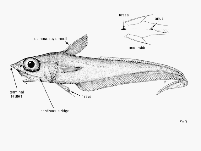 Coelorinchus caelorhincus