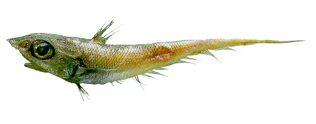 Coelorinchus caelorhincus