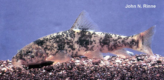 Catostomus cahita