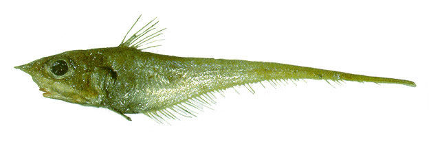 Coelorinchus caribbaeus