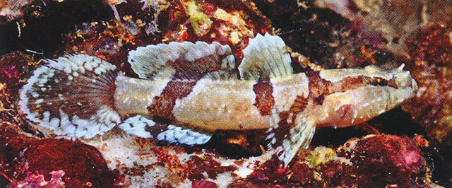 Callogobius clitellus