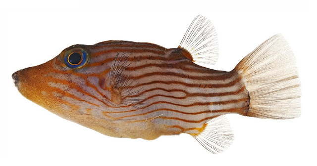 Canthigaster criobe