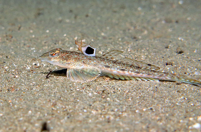 Callionymus curvicornis