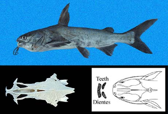 Cathorops dasycephalus