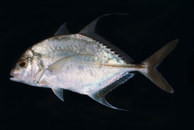 Carangichthys dinema