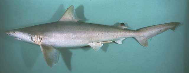 Carcharhinus dussumieri