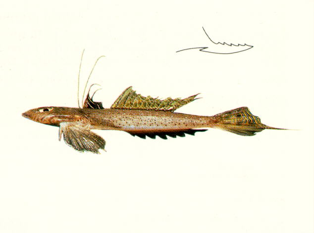 Callionymus filamentosus