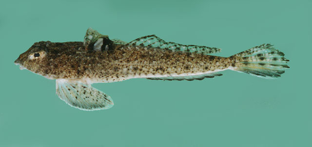 Callionymus filamentosus