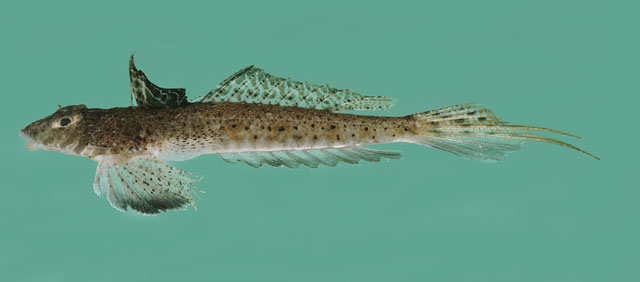 Callionymus filamentosus