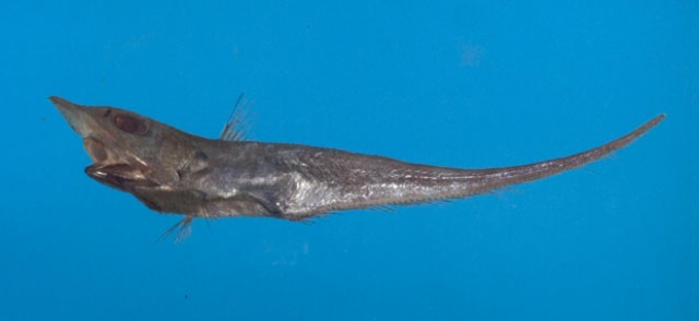 Coelorinchus formosanus