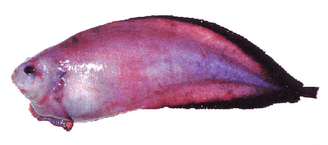 Careproctus furcellus