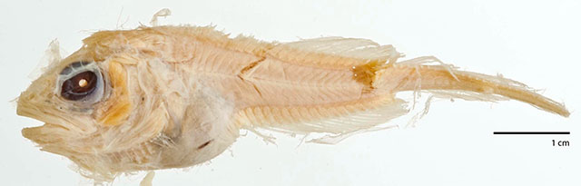 Careproctus gilberti