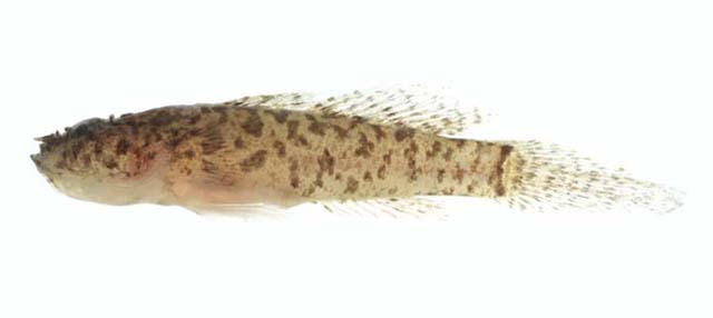 Callogobius hastatus