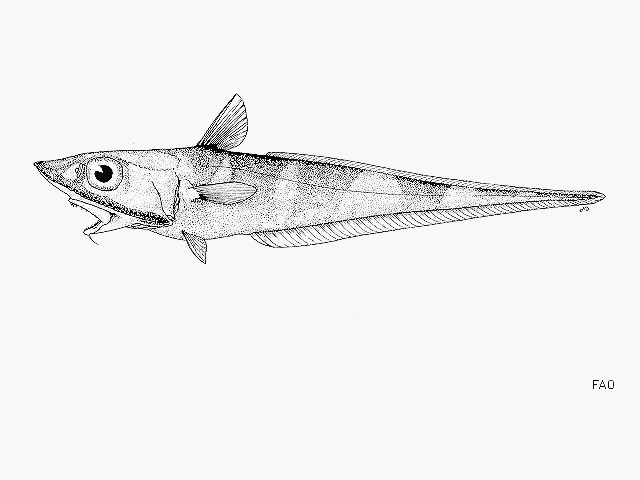 Coelorinchus hexafasciatus