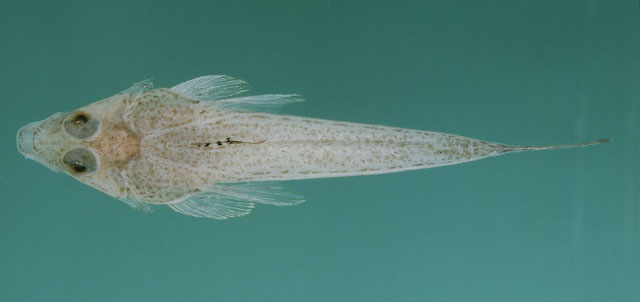 Callionymus hindsii