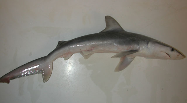 Carcharhinus isodon