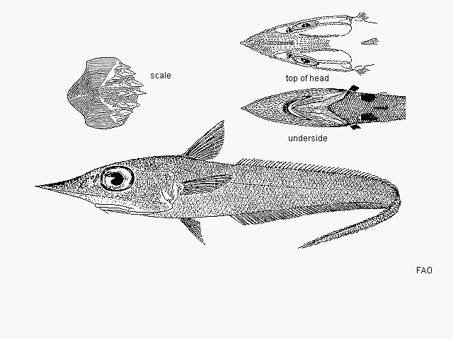 Coelorinchus japonicus