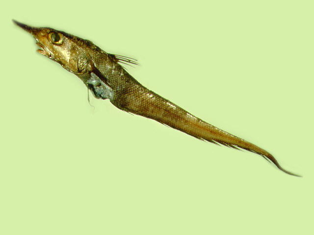 Coelorinchus japonicus