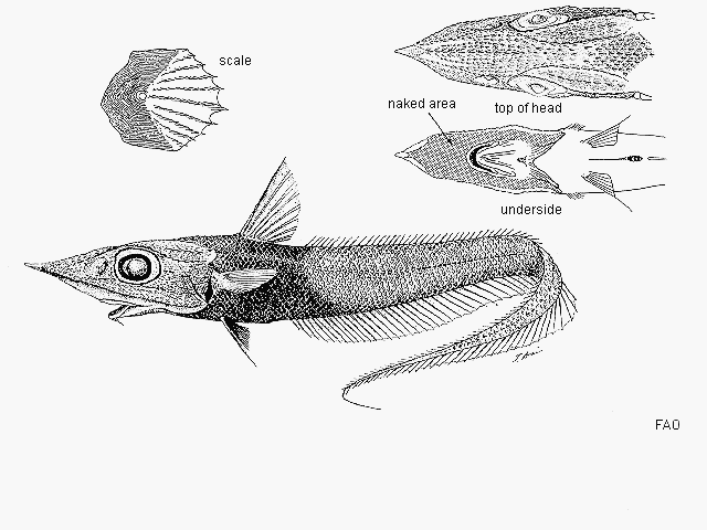 Coelorinchus kaiyomaru