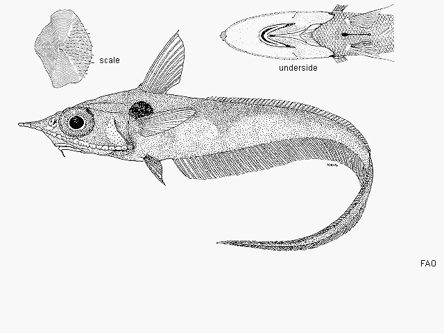 Coelorinchus kishinouyei