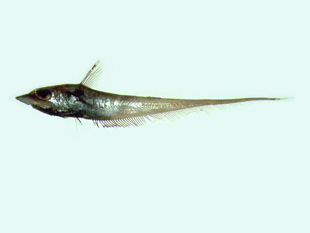 Coelorinchus kishinouyei