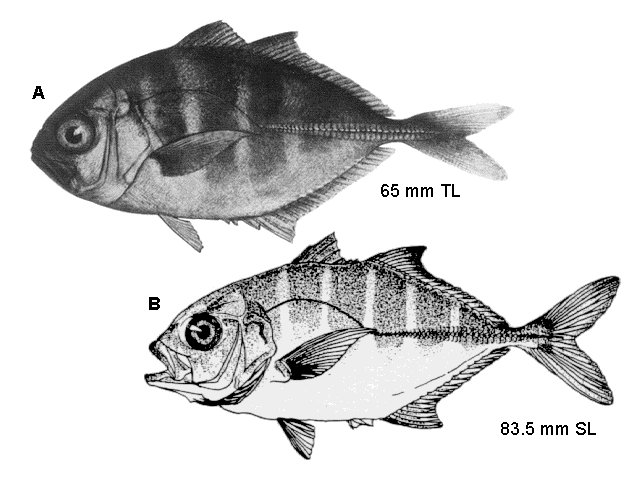 Caranx latus