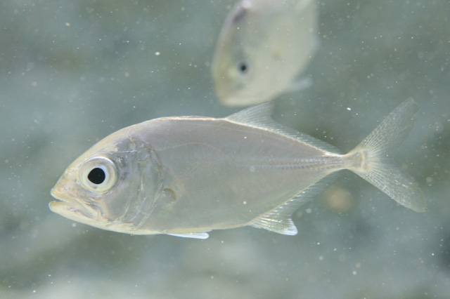 Caranx latus